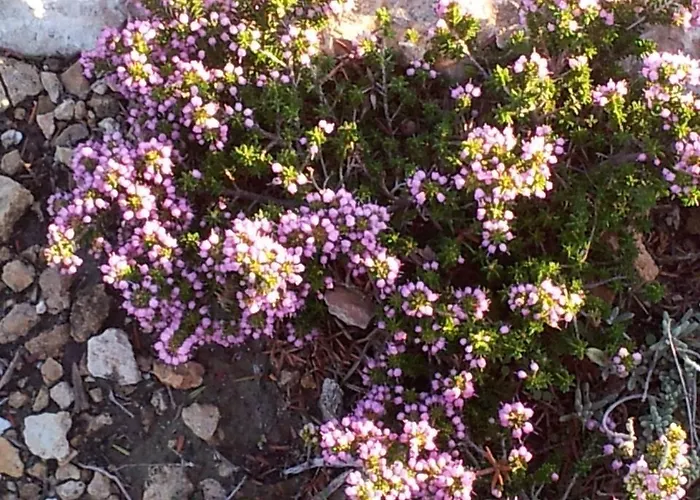 Apartman Anatoli Ambelász