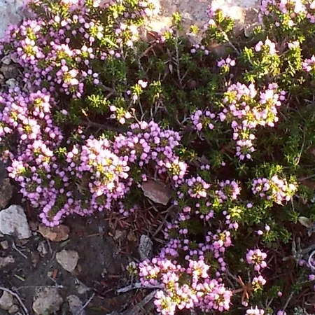 Διαμέρισμα Anatoli Αμπελάς